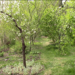 Auszeit: Führung durch den Waldgarten
